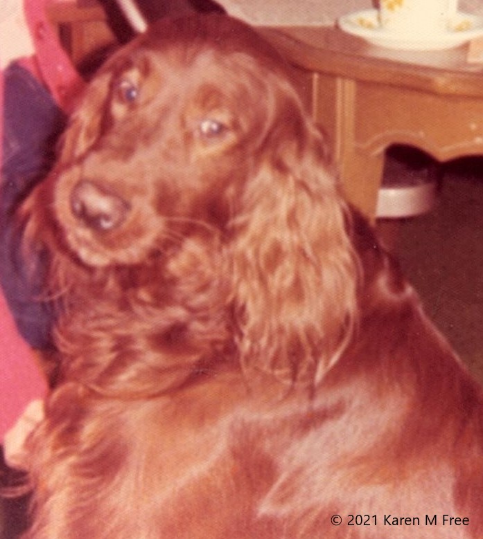 Brownie, the book-eating dog, 1976