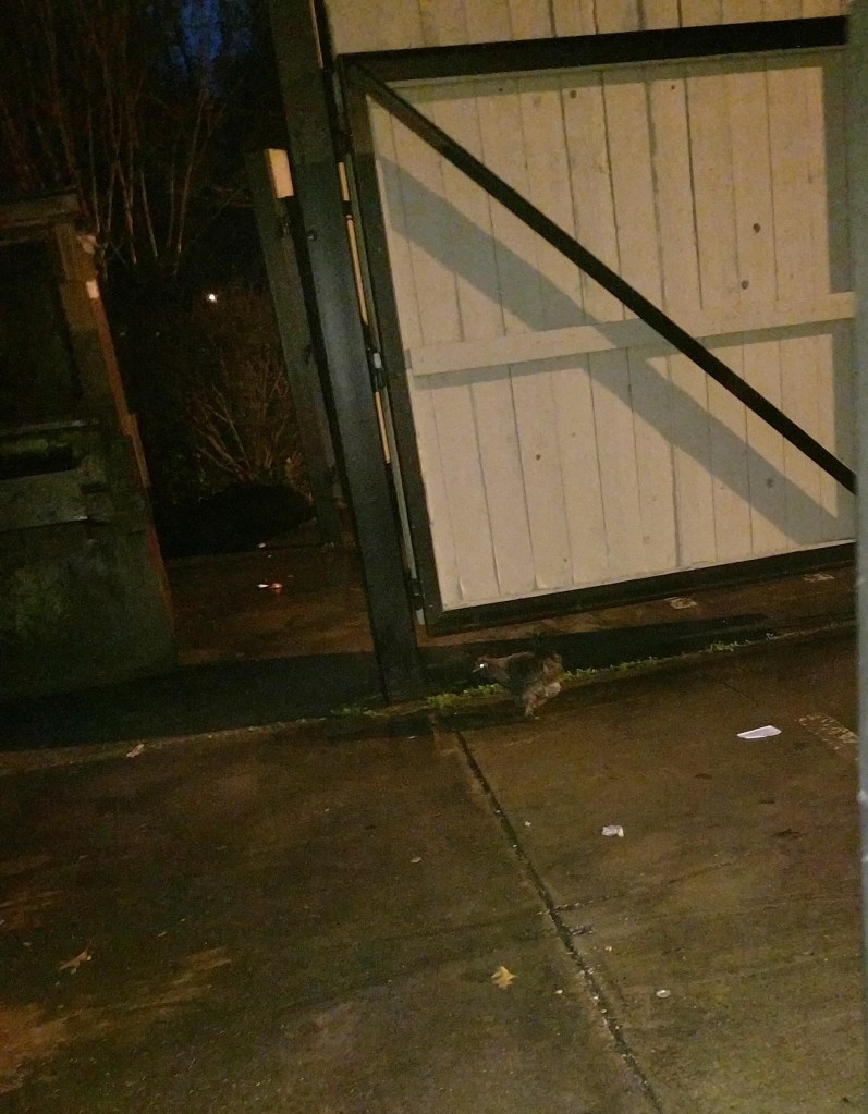 Red-Brown chicken on concrete behind a dumpster