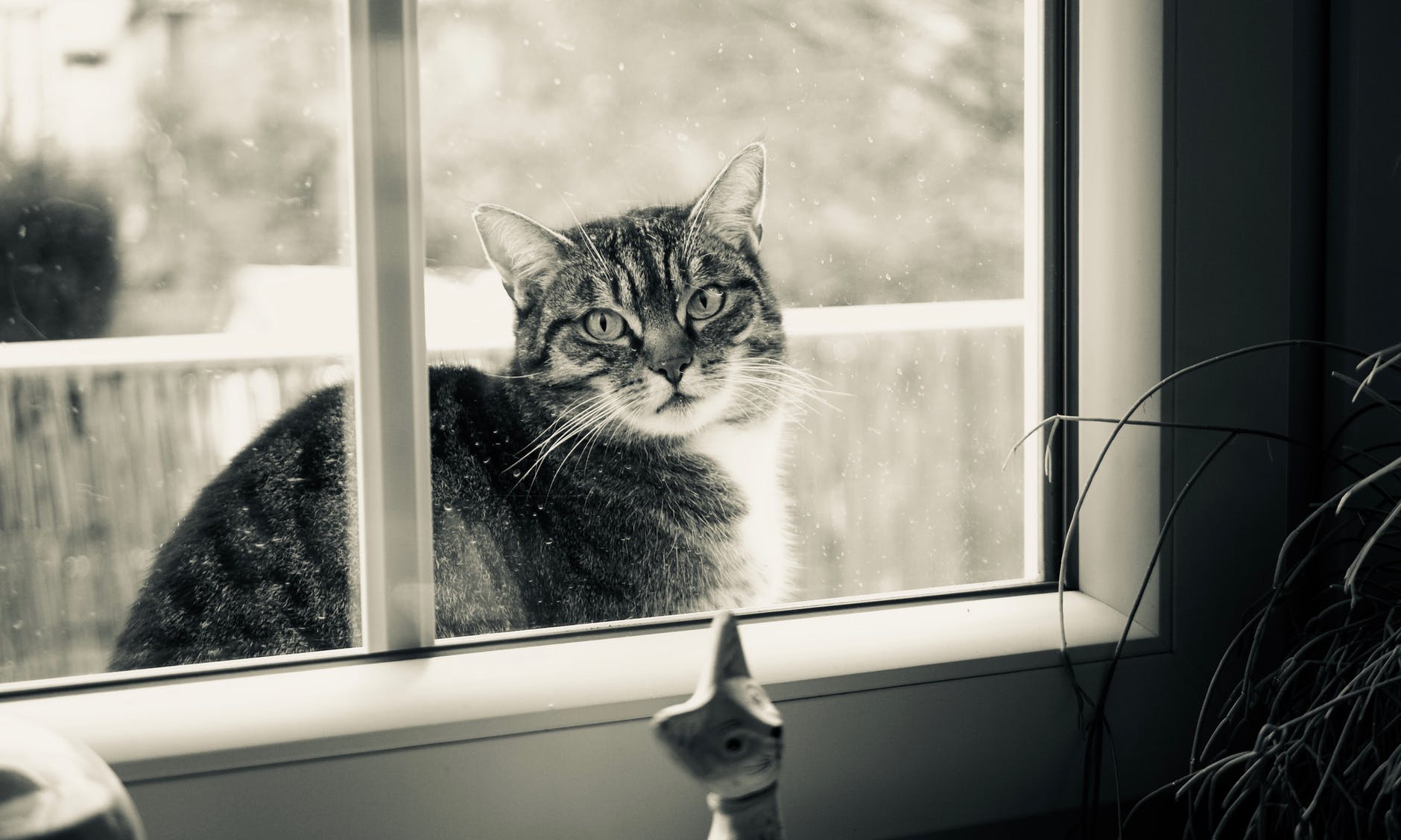 cat outside looking in through window