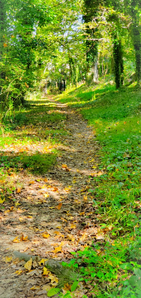 A leafy path through the woods