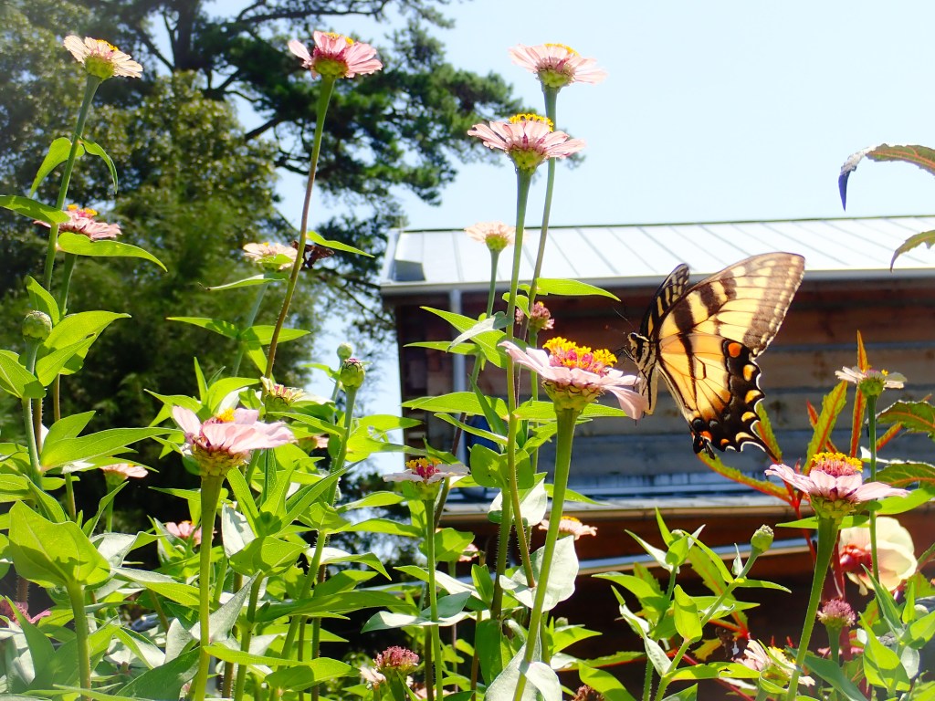 A yellow butterfly sitting on a pink flower