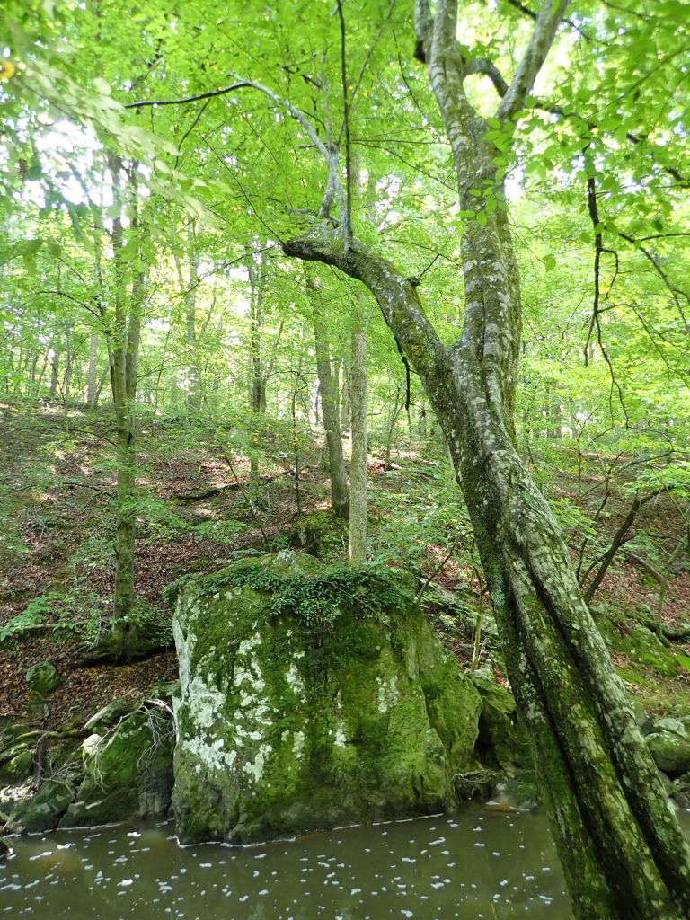 A large mossy bolder sitting in a creek in the woods.