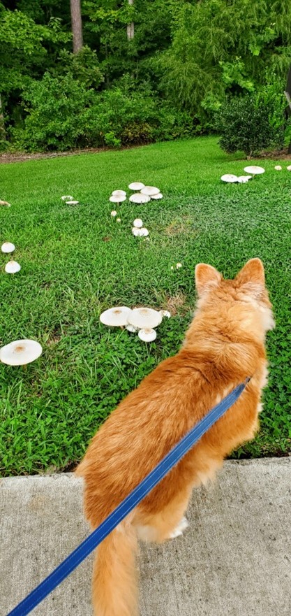 Dog looking at mushrooms growing on grass.
