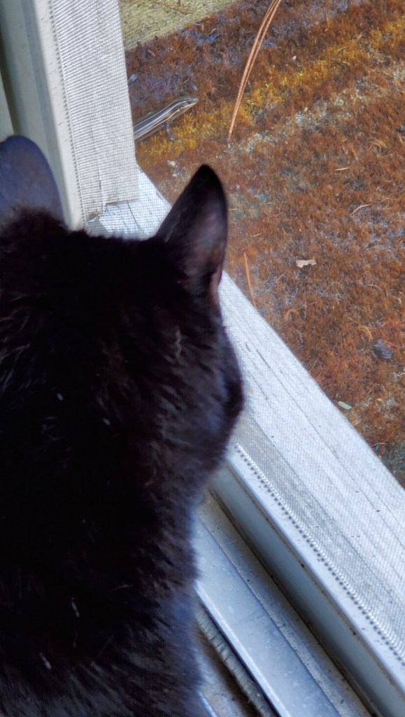 black cat inside looking at skink on ground, outside the window screen.