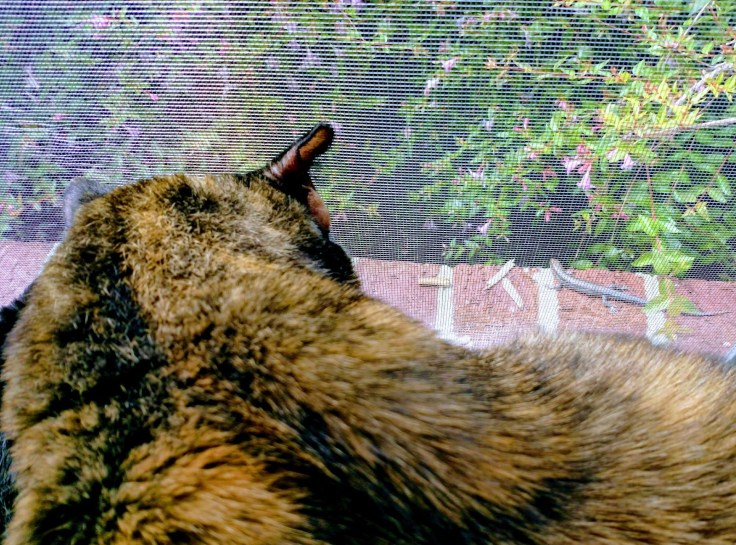 Torti cat inside looking at skink on brick ledge outside