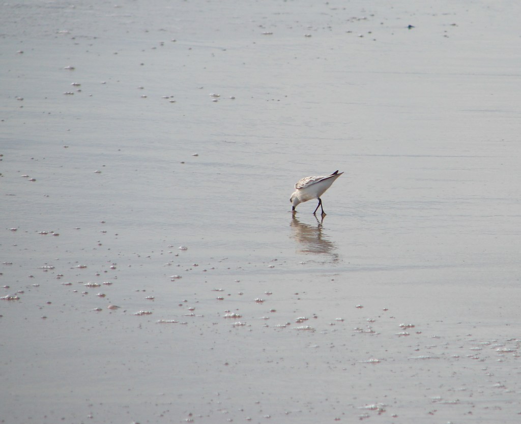 sandpiper with beak in wet sand