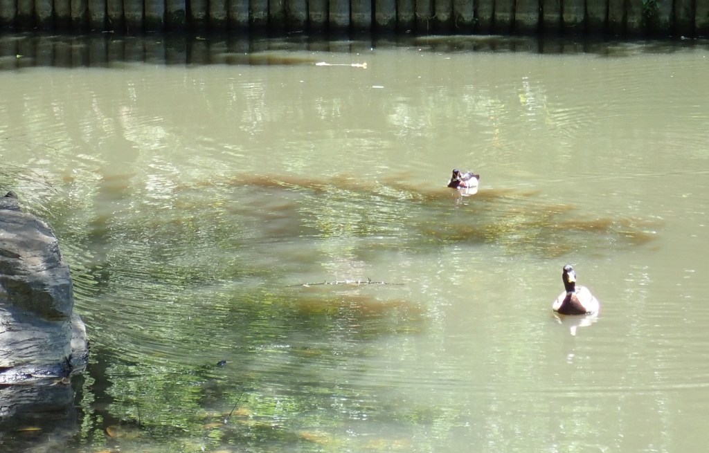 wood duck and male mallard arrive