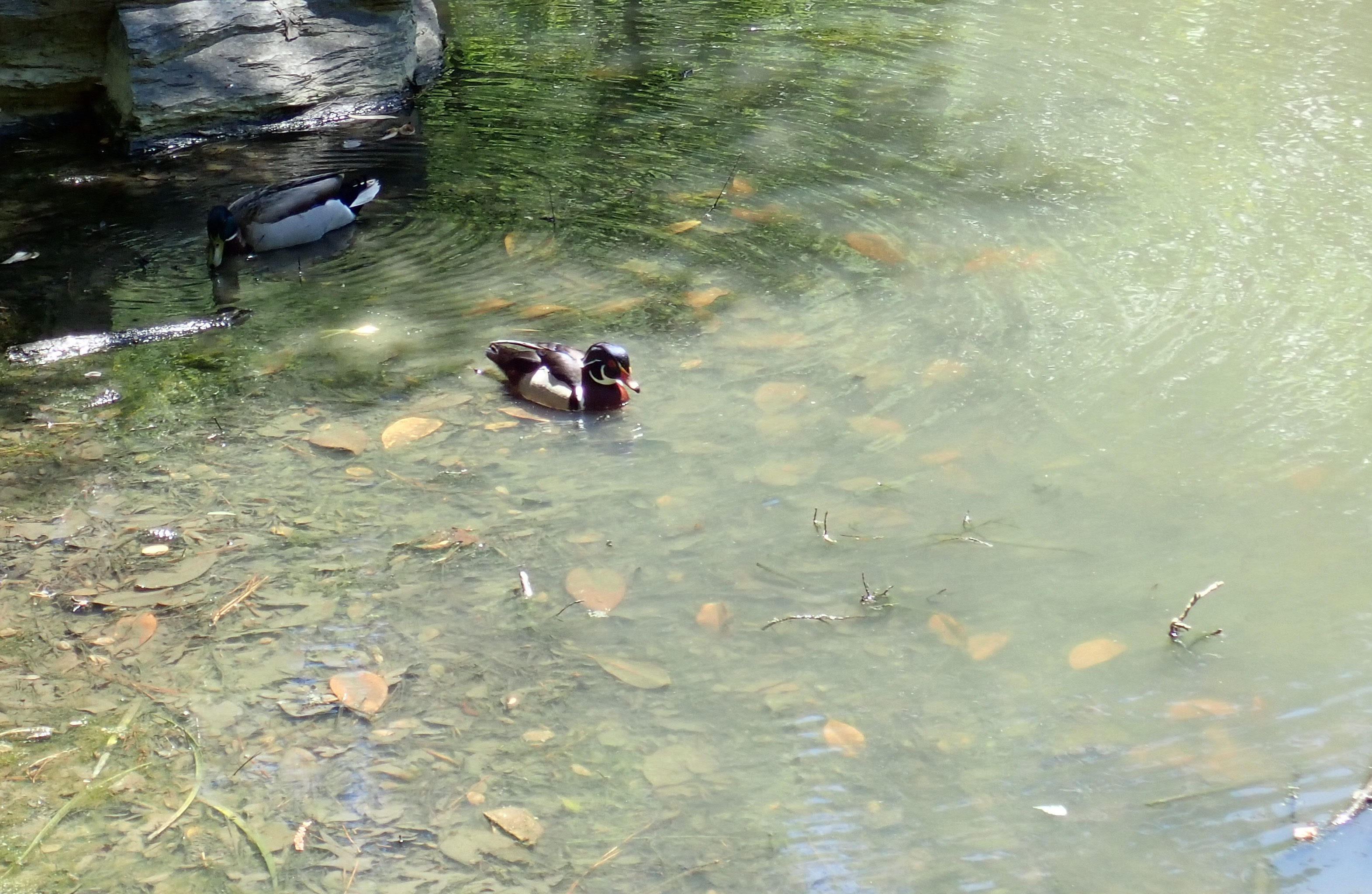 wood duck with mallard