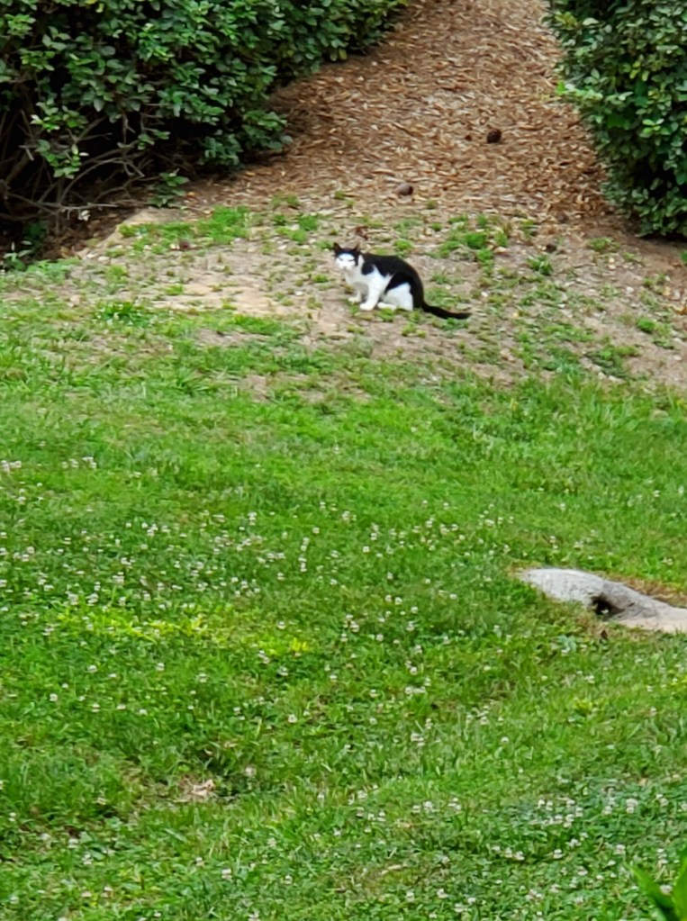 black and white cat on grass