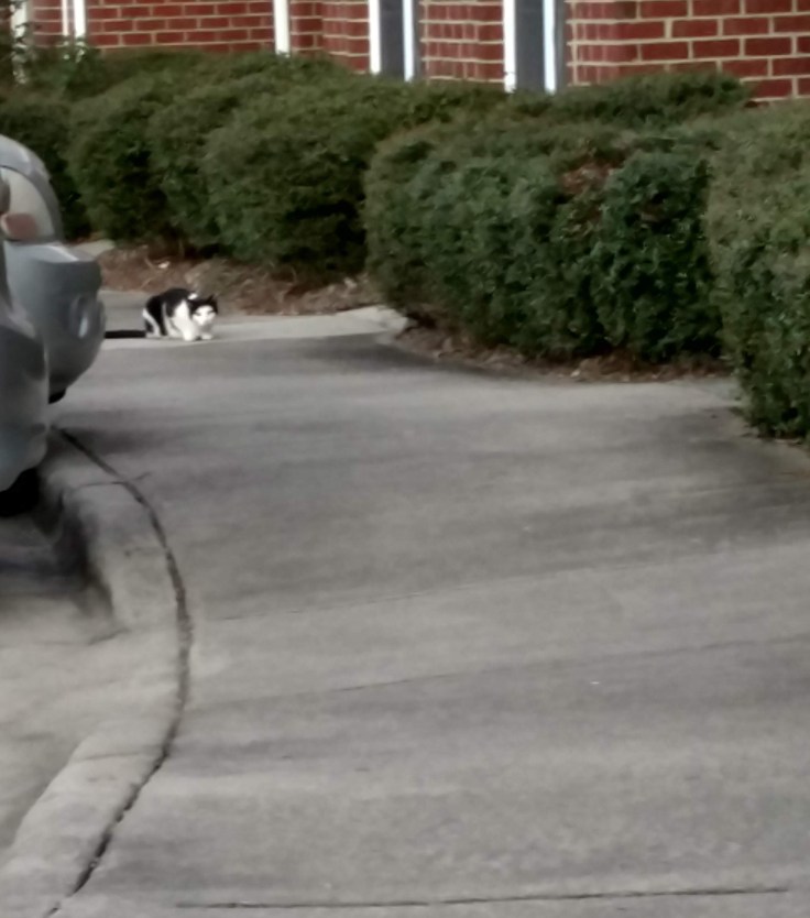black and white cat on sidewalk
