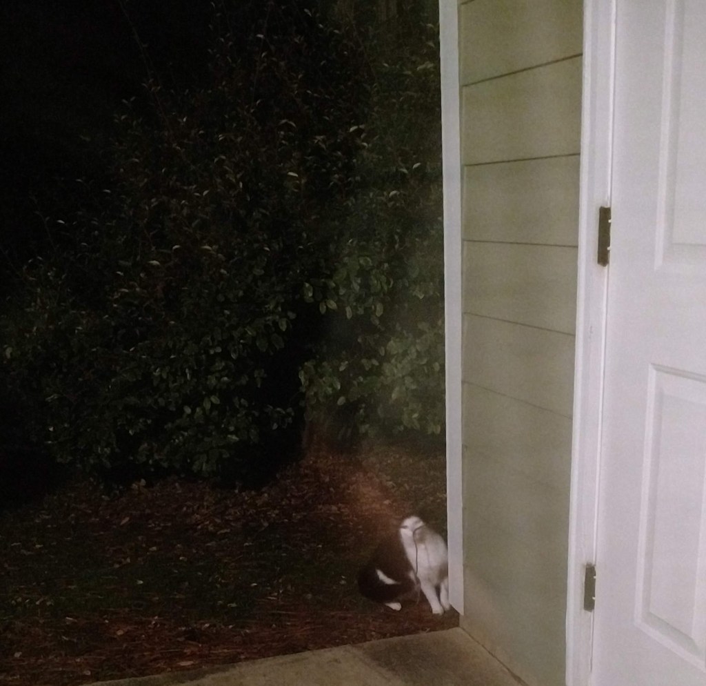 black and white cat outside rubbing face on a wire