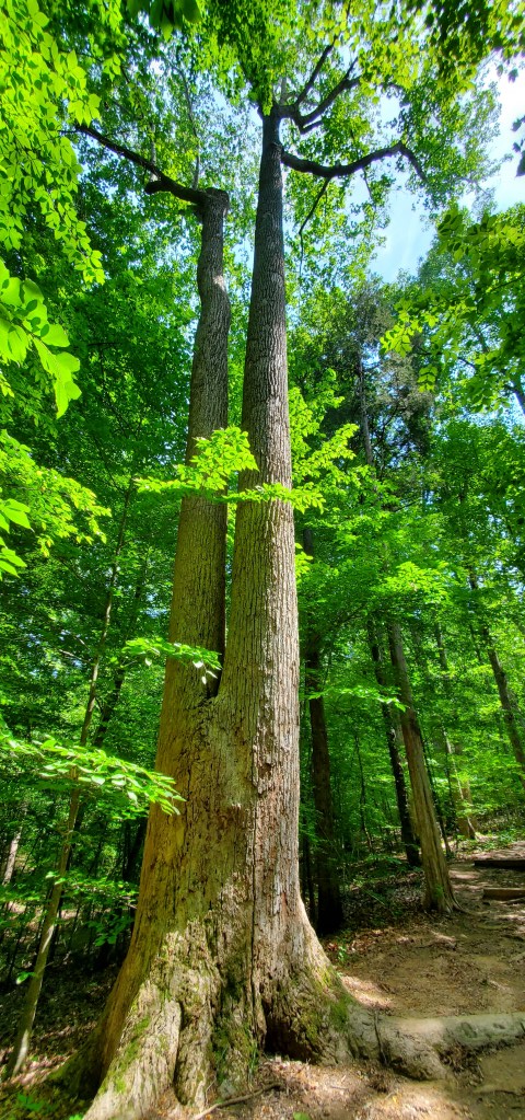 tall, double-trunk tree with green leaves
