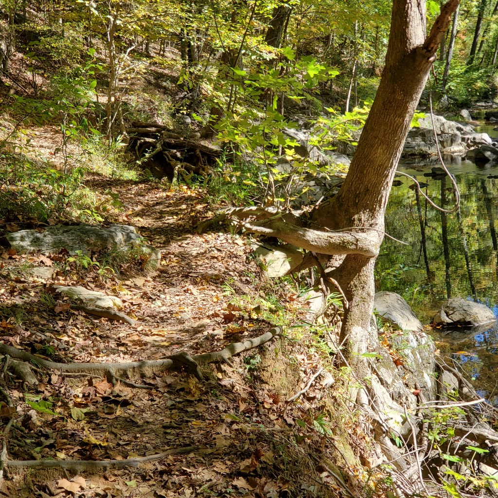 Tree on edge of trail next to creek