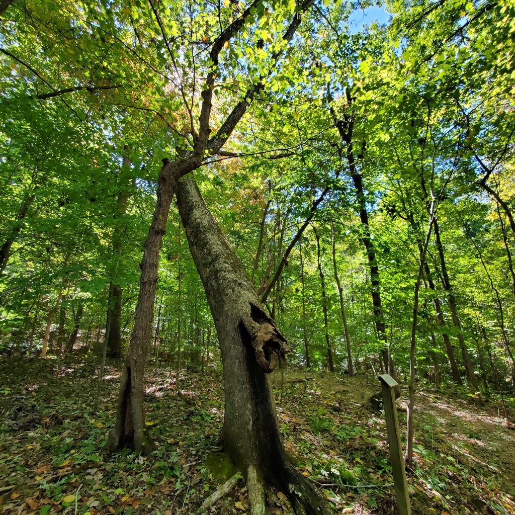 a tree bent over next to a tree standing straight