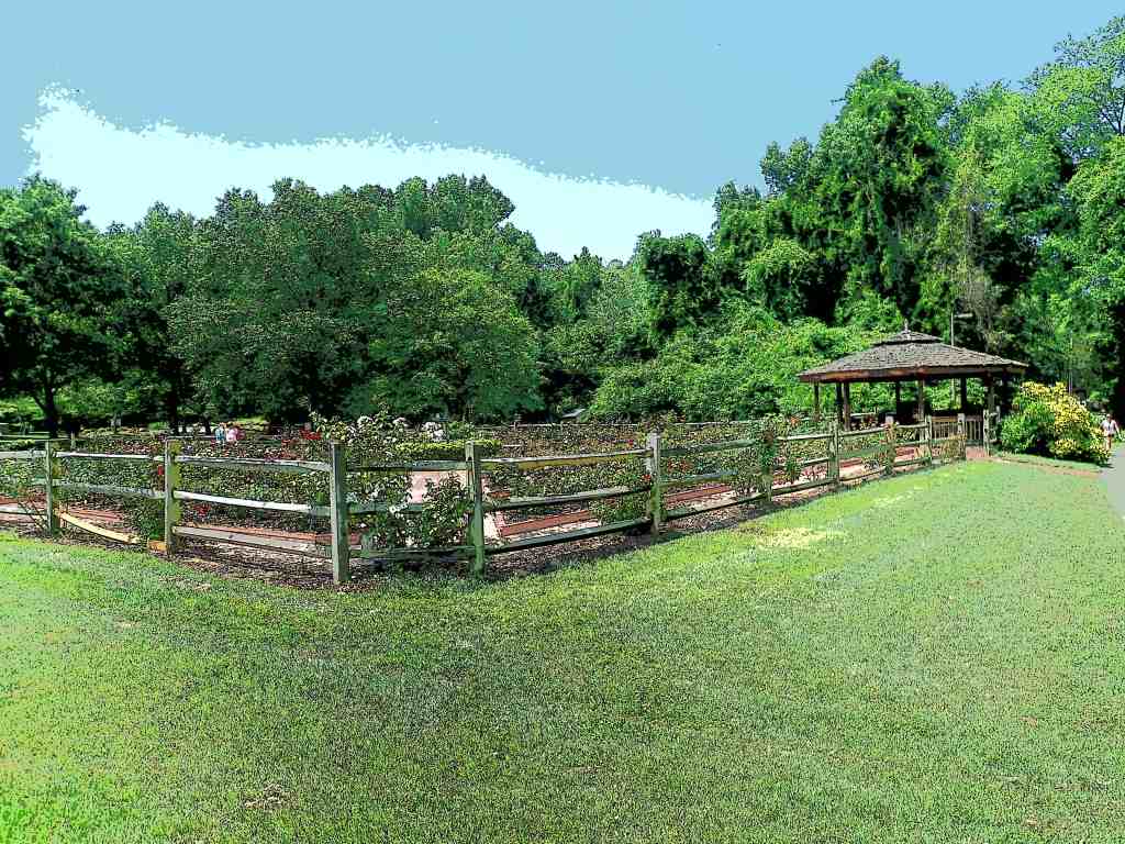 Outside view of whole rose garden using Pen 1 filter