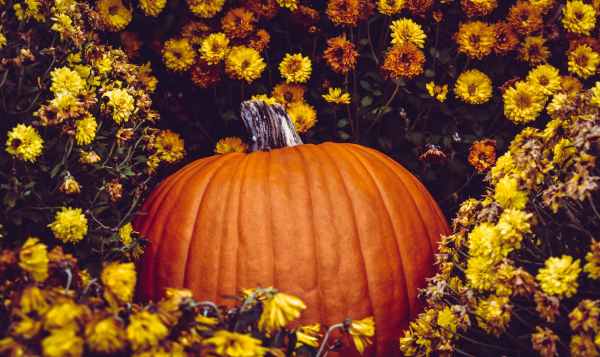 photo of pumpkin surrounded by flowers