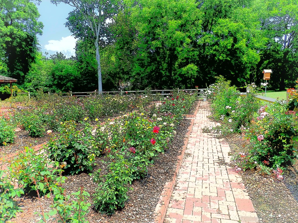 long brick path through the rose garden