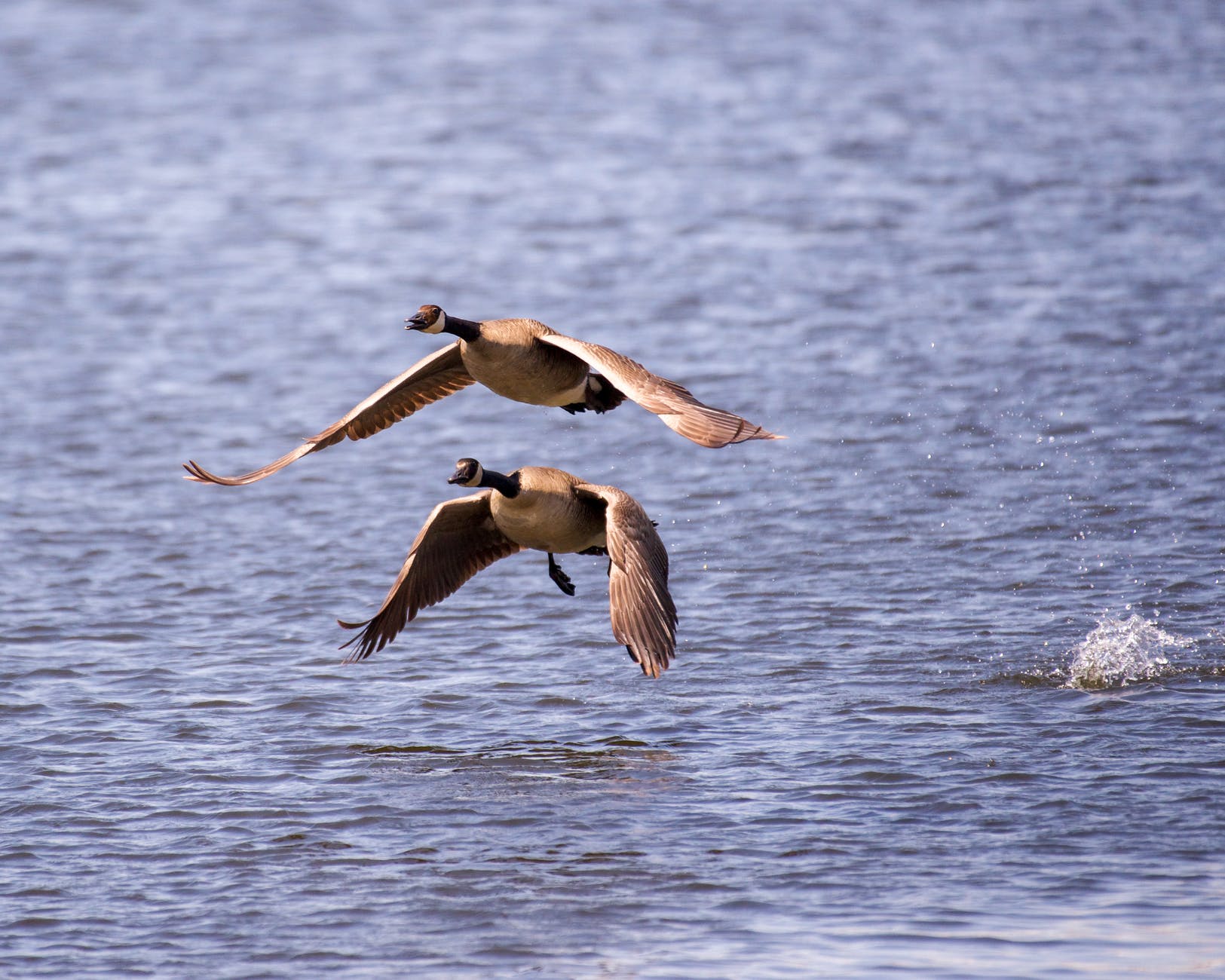 brown and white bird flying over the sea