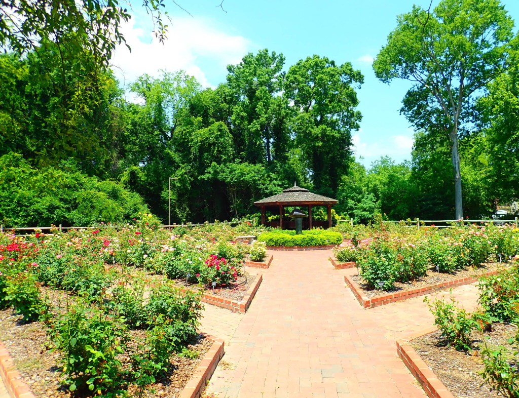 Main path in rose garden