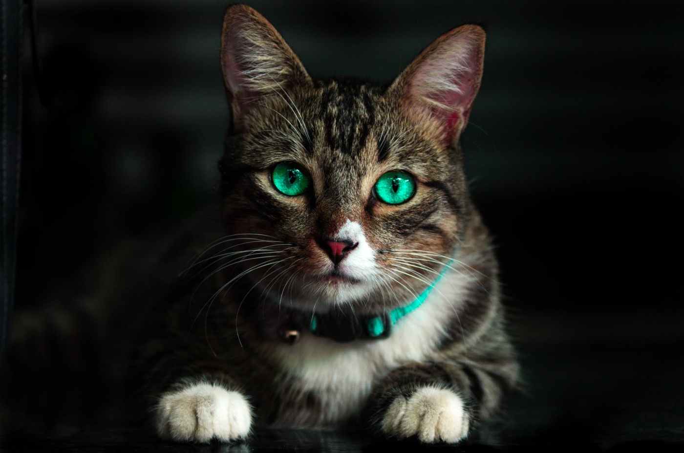 brown cat with green eyes
