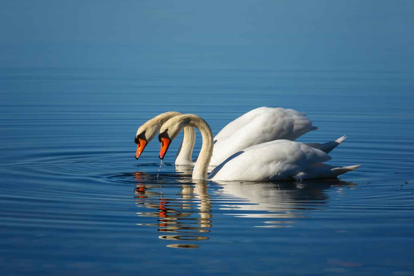 white swans on body of water