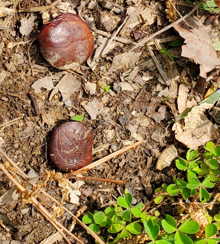 two brown, flat, circular nuts in the dirt