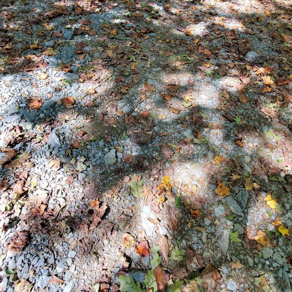 turtle among the leaves on the path