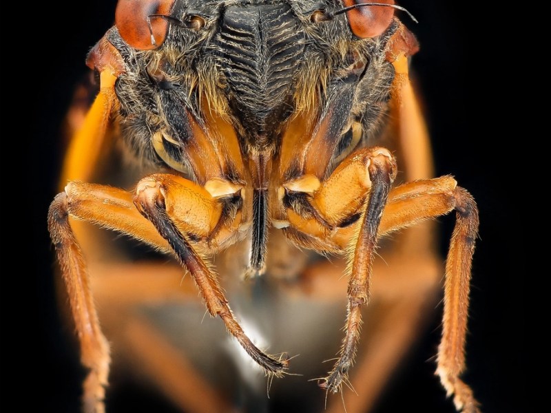 The 13-year Periodical Cicadas are Loud and Here in North Carolina in May&nbsp;2024