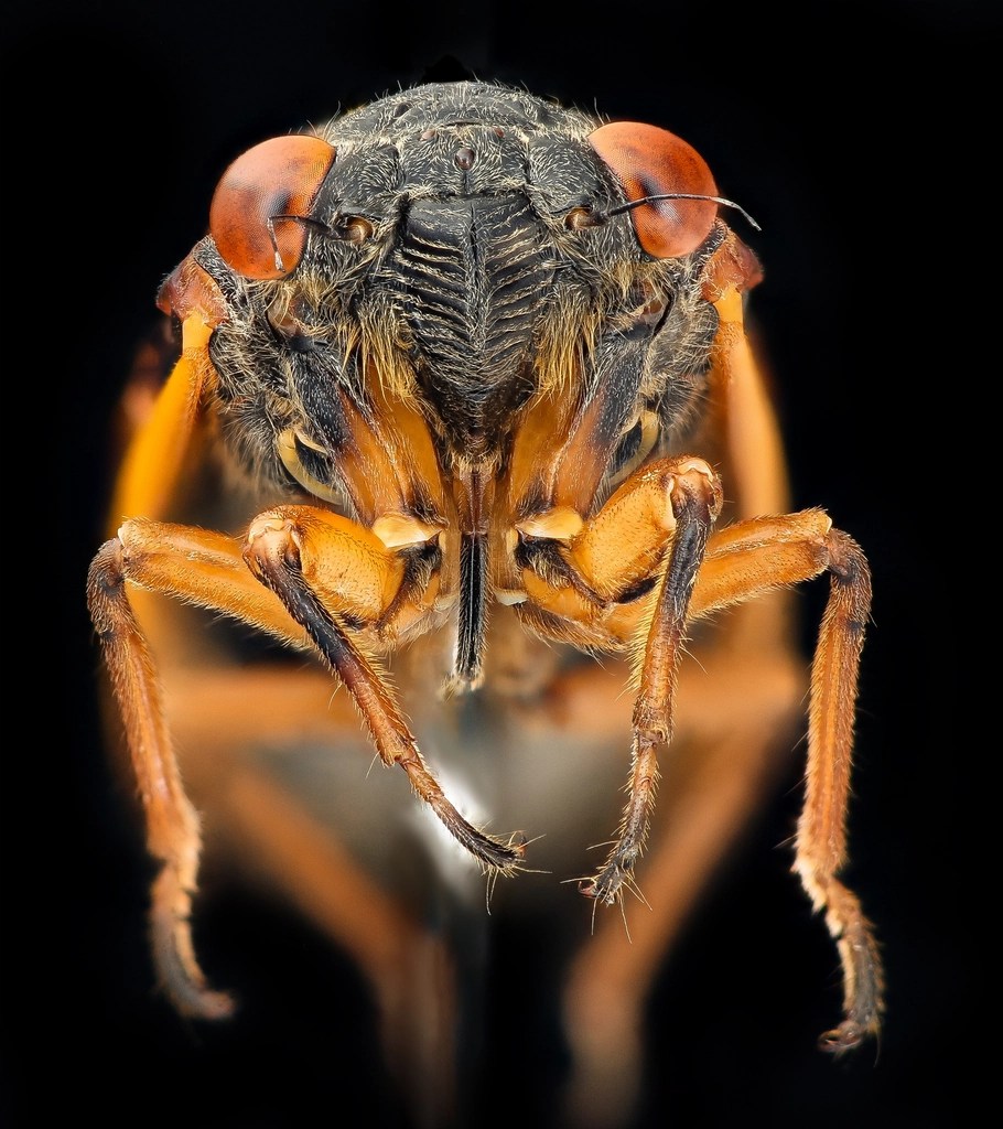 periodical cicada