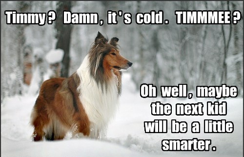 Lassie in snow looking for Timmy. "Timmy? Damn, it's cold, TIMMEE? Oh well, maybe the next kid will be a little smarter."