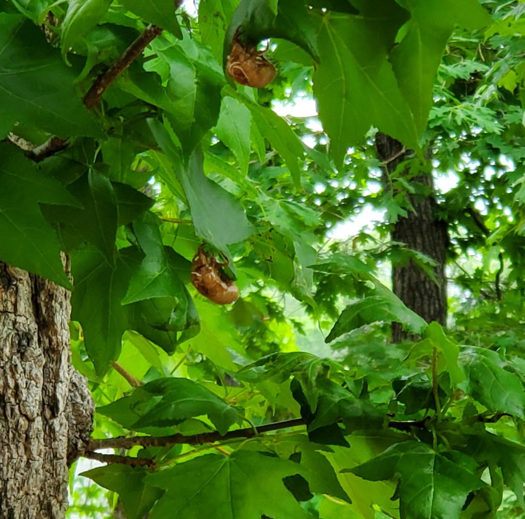 nymph periodical cicadas on leaves