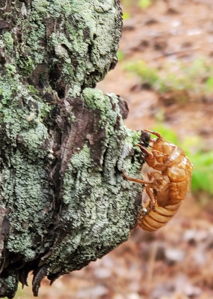 nymph periodical cicadas on a tree trunk