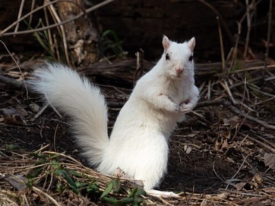 What are White Squirrels and Where Do They&nbsp;Live?