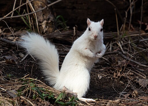 White squirrel standing on dirt staring at camera