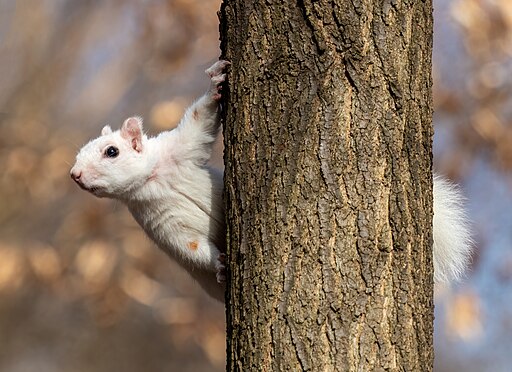 white squirrel on a tree