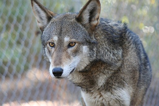 red wolf in wire fence enclosure