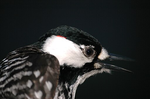 side view of red-cockaded woodpecker