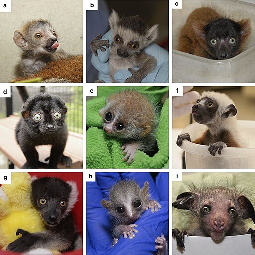 9 pictures of baby lemurs born at Duke Lemur Center in 2014
