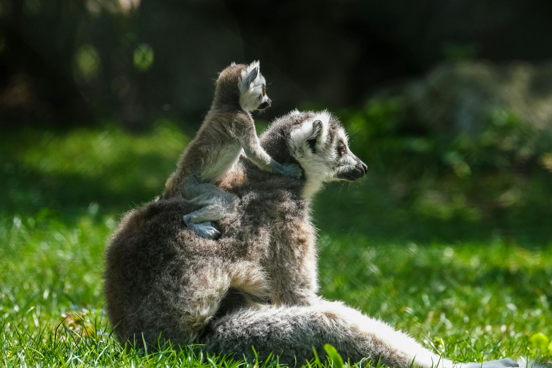 adult lemur sitting with baby lemur sitting on its back and holding on with its hands